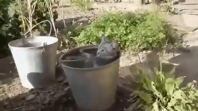 Кошка принимает ванну смотреть онлайн