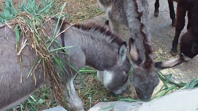 GuangZhou Zoo 8 смотреть онлайн