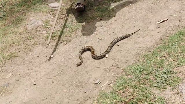 Snake Rescue Rajaji National Park Chilla Range Canteen. Chilla Safari Gate. Python Snake Rescue. смотреть онлайн