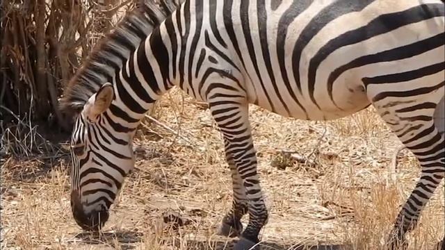 Take a Safari with Popote Africa Adventures! смотреть онлайн