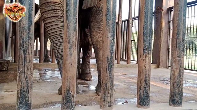 Safari park karachi смотреть онлайн