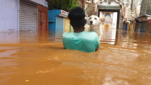 The brave young man rescued the dog from the floodwaters смотреть онлайн