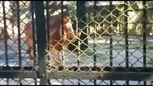 Sepahijala Wild life Sanctuary/Zoo #Sepahijala Zoological Park #HelloJoydip #Tripura смотреть онлайн