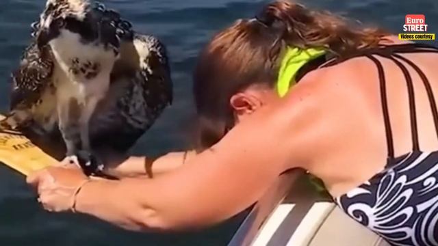Dog save by brave man - heroes without capes смотреть онлайн