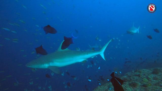 DIVE SAFARI MALDIVES SHARKS смотреть онлайн