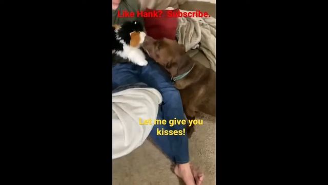 Hanks Faces Off with Bears, Cats and Squirrels! Brave Dog! смотреть онлайн
