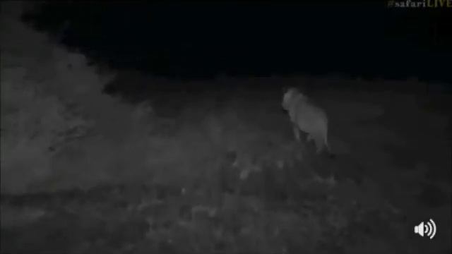 Safari Live Face Book Live Scott still with the Lions, one roars for us Sept 01, 2017 смотреть онлайн