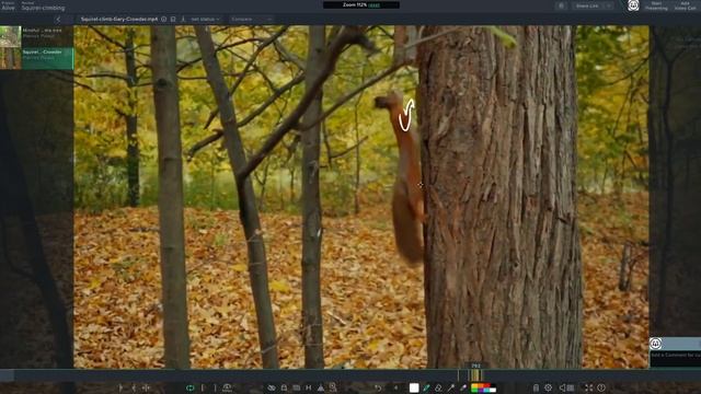 03-17 Squirrel climbing analysis смотреть онлайн