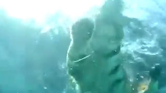 Underwater Tiger Swimming | Myrtle Beach Safari смотреть онлайн