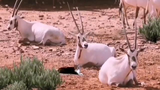 Sassy the Safari cat meets some cool oryx смотреть онлайн