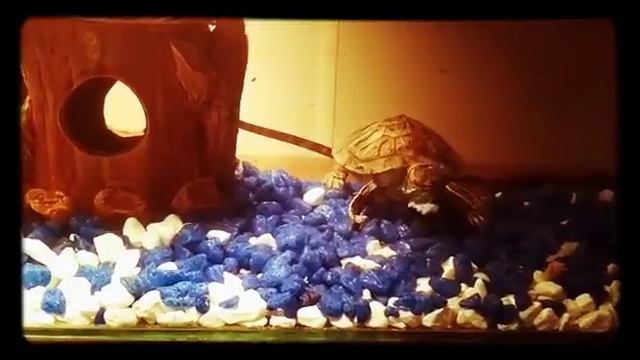 Моя черепашка Бусинка