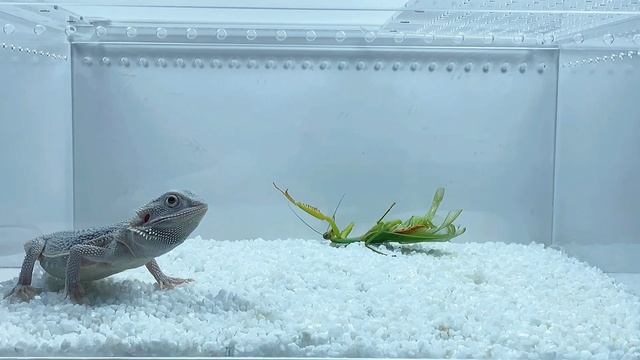 Богомол против бородатой агамы