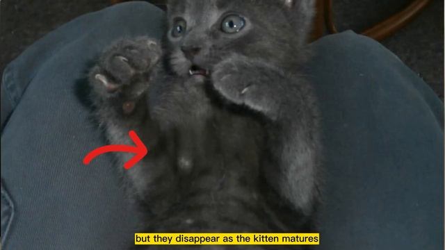Cat Snacks and Facts with Nick | Nick's Animal Safari #cat #pets #animals смотреть онлайн