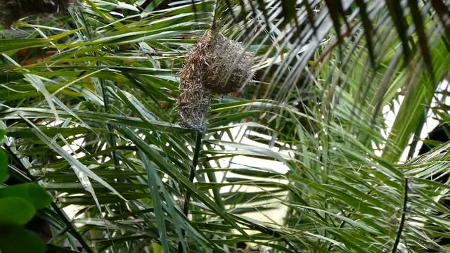 im Severin Safari Camp - Webervögel beim Nestbau смотреть онлайн