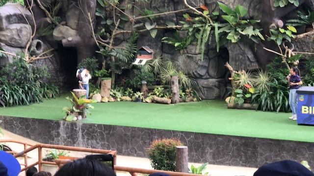 The Bird Show| Cebu Safari and Adventure Park | Wildlife | Family Bonding//Jiji Healy смотреть онлайн