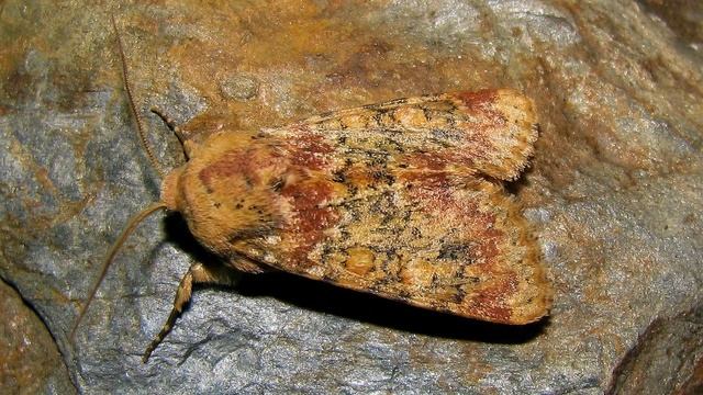 THE THIEVING MAGPIE MARILLION смотреть онлайн