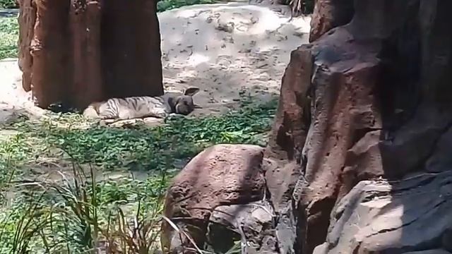 wisata taman safari Gianyar Bali ||Part Terakhir|| смотреть онлайн