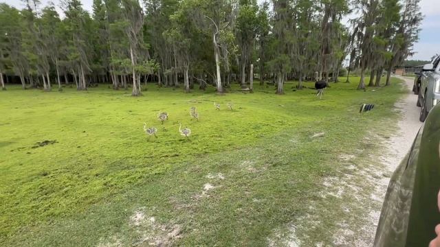 Funny Drive-Thru Safari Stories смотреть онлайн