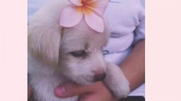 dog nightmare // jack stauber