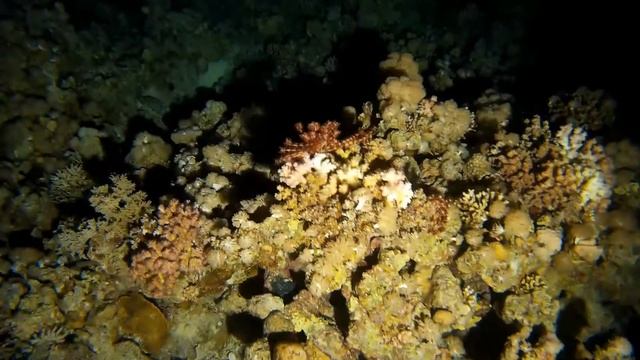 2018/11 - Tauchsafari, Wracktauchen - MY Blue Planet 1 - Rotes Meer Nord, Ägypten смотреть онлайн
