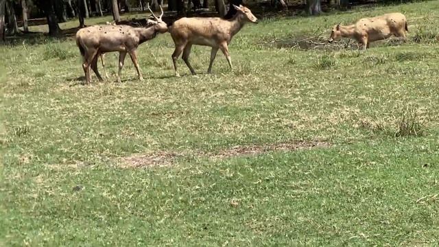 Bayou Wildlife Zoo II Alvin, TX смотреть онлайн
