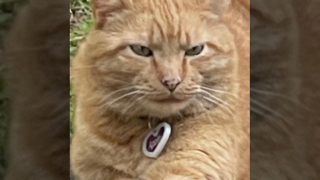 Apollo Kitty's PSA-2 смотреть онлайн