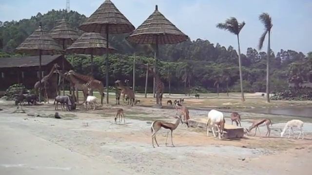 Giraffes at Xiangjiang Safari Park Guangzhou смотреть онлайн