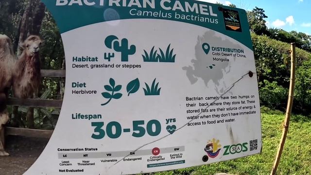 $15 Safari and Adventure Park in the Philippines | Cebu 🇵🇭 смотреть онлайн