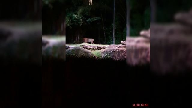 Night Safari Singapore |travel vlog#7 | March Holiday 2021| смотреть онлайн