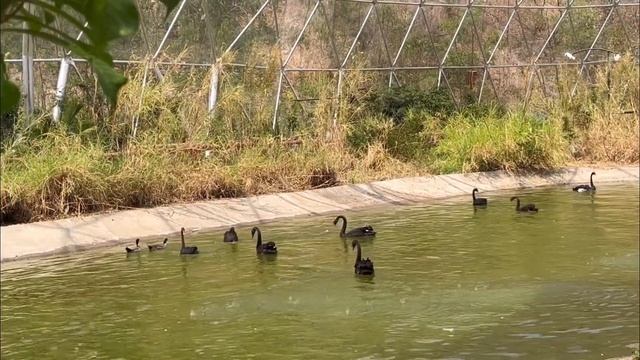 Jungle Safari at Statue of Unity | Kevadia Jungle Safari Park смотреть онлайн