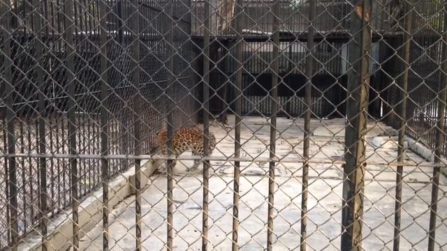 Shenzhen Zoo - leopard смотреть онлайн