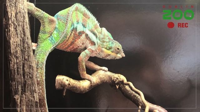 Dublin Zoo Safari Watch: Burmese python, West African crocodile, panther chameleon and more смотреть онлайн
