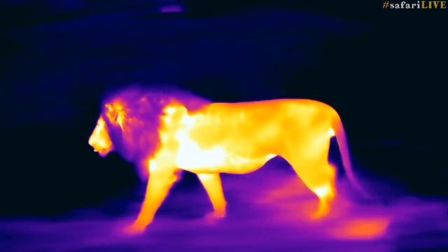 WE show off the cameras we use on safari in the Mara смотреть онлайн