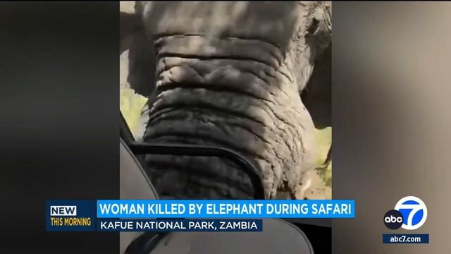 80-year-old U.S. tourist killed in elephant attack смотреть онлайн