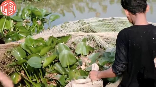Wow! Brave Children Catch Fish Using Net Trap - How To Catch Village Fish in My Village смотреть онлайн