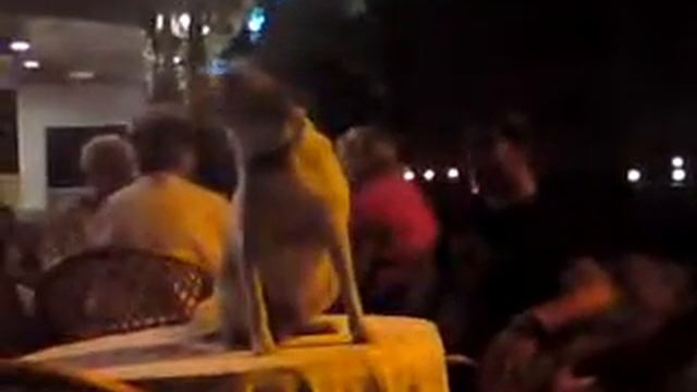 sky bars singing dog смотреть онлайн