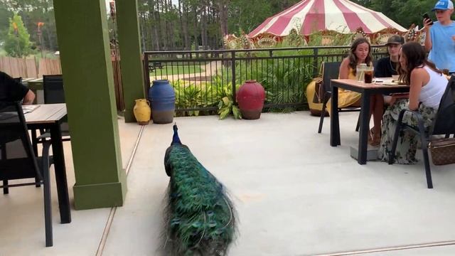Peacocks at the Safari Club in Gulf Shores, AL смотреть онлайн