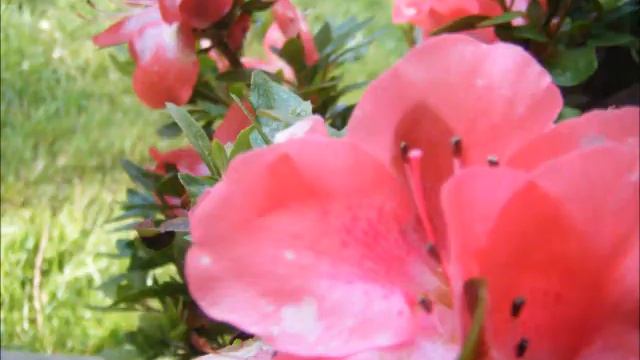 Sorry Safari - Slow Magic смотреть онлайн