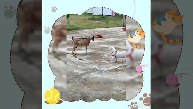 Tommy trying to act brave in front of a goat 🐕🦺vs🐐 смотреть онлайн