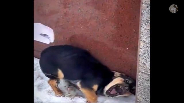 The brave dog escaped from his abusive place, he lost a leg and groaned in the cold смотреть онлайн