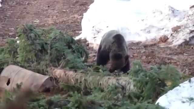 Siberian Brown Bear hunting in Irkutsk with ProfiHunt смотреть онлайн
