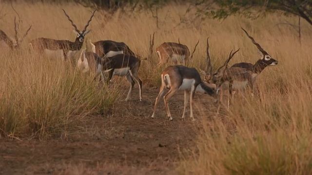 Wildlife safari in blackbuck national park, Velavadar, Gujarat смотреть онлайн