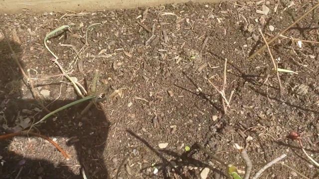 Episode 101 The Onion