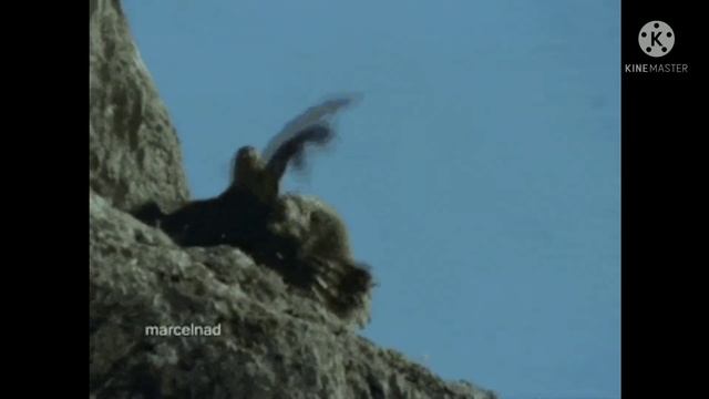 Heartless Lion Moments Attack Prey-Lion vs Buffalo,Hyena,Wild Dog, Zebra,Bear, Safari Cars смотреть онлайн