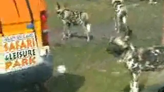 High Dogs смотреть онлайн