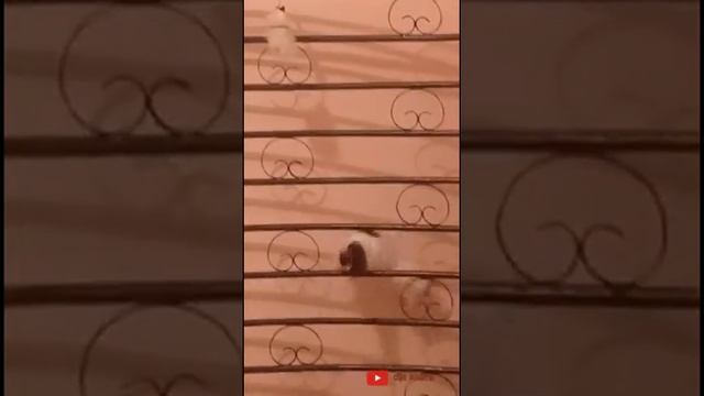 القط الشجاع والصغير الذي سوف يدهشك في النهاية. Le brave chat смотреть онлайн