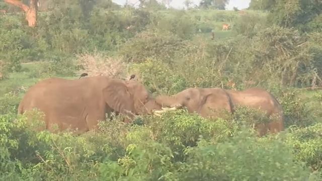 Safari Time смотреть онлайн