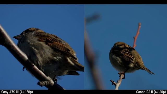 Why Has Sony Never Made This Lens? смотреть онлайн