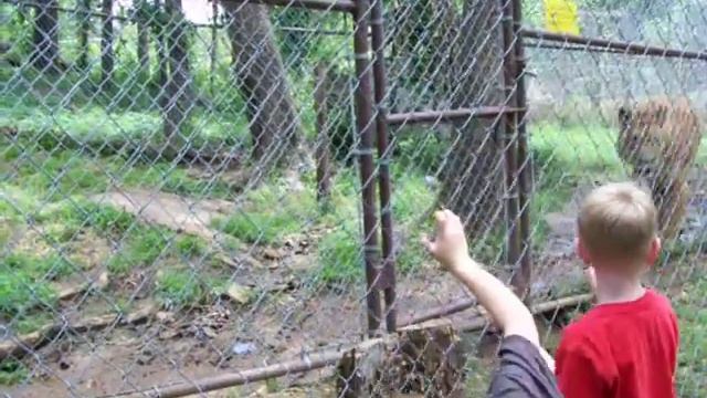 Liger at Safari's in Broken Arrow, OK смотреть онлайн
