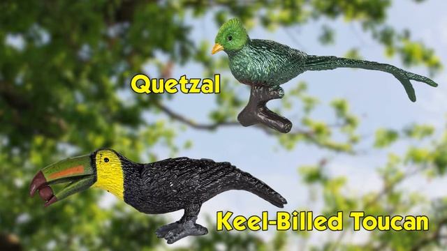 Safari Ltd Exotic Birds TOOB смотреть онлайн